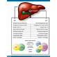 Liver Function Weight Loss